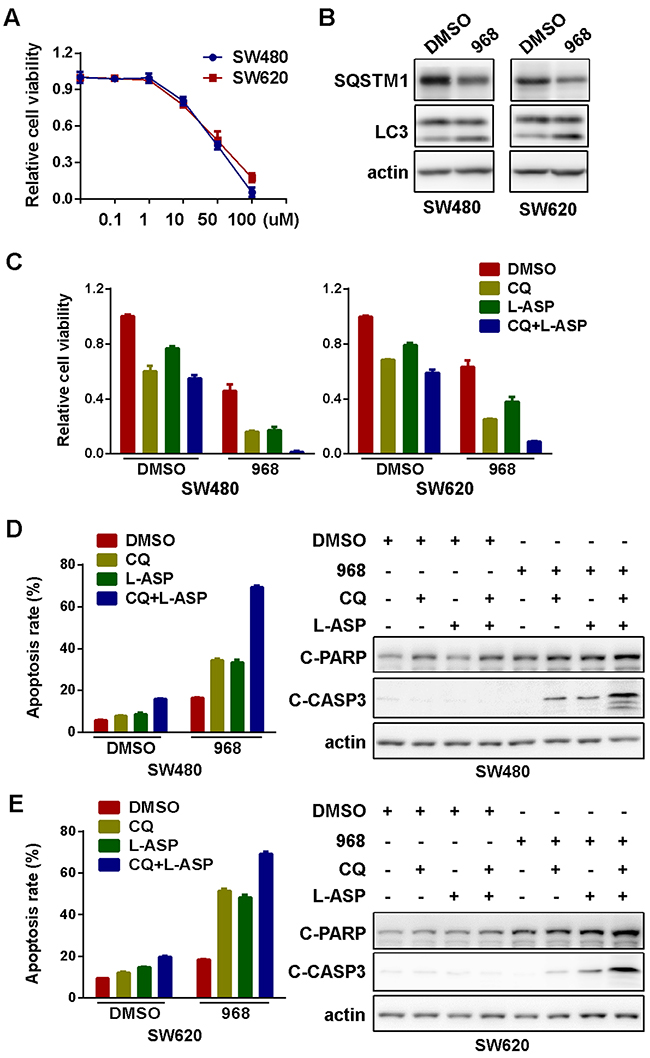 Pharmaceutical inhibition of glutaminolysis in combination of autophagy inhibition and asparagine depletion inhibited cell growth.