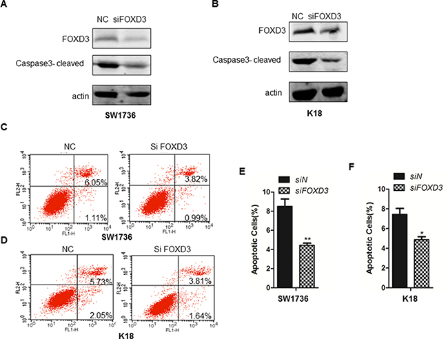 FOXD3 knockdown inhibits cell apoptosis of ATC cell lines.