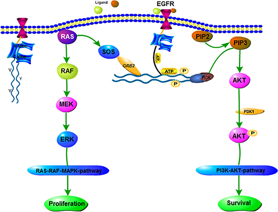 EGFR signaling pathway.