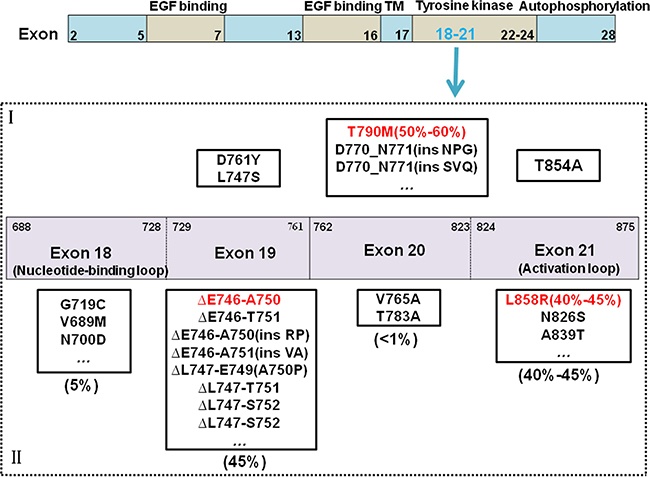 EGFR mutations and drug-resistant mechanism.