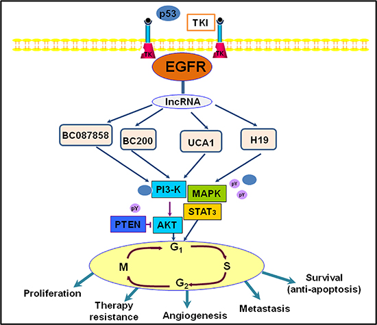 An illustration representing long noncoding RNAs (lncRNAs) and they involved in EGFR signaling pathway in lung cancer.