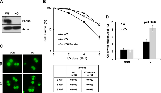 Parkin-null cells are hypersensitive to UV radiation.