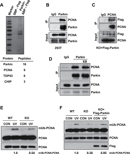 Parkin promotes PCNA monoubiquitination after exposure to UV radiation.