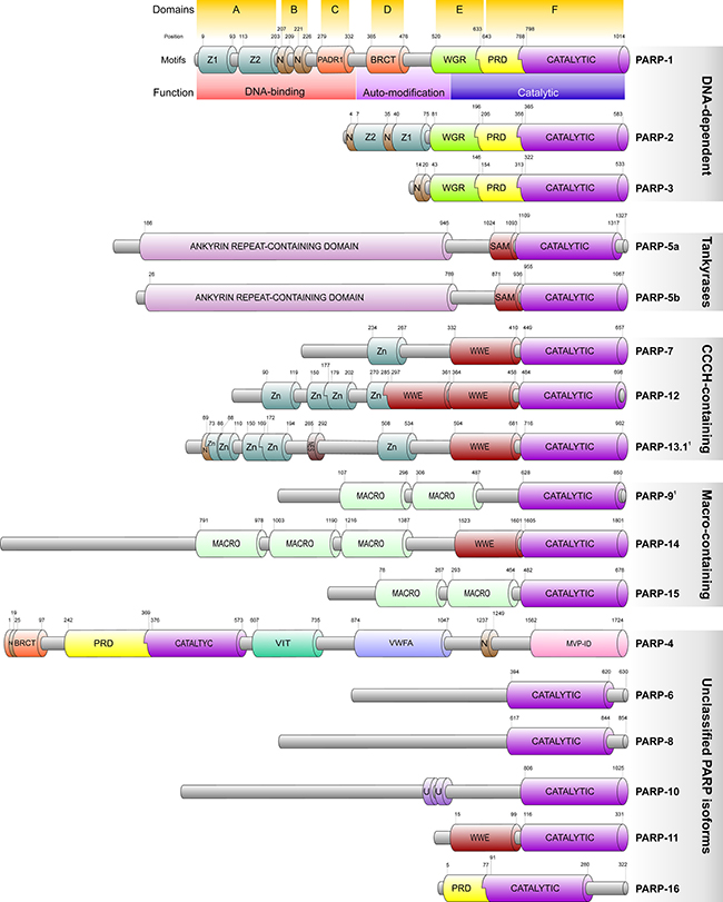 Domain structure and classification of the human PARP polypeptides.
