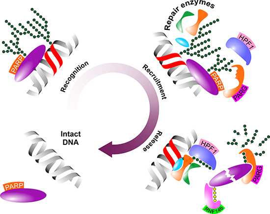 Schematic figure of the role of PARP-1 in the DNA demage response.