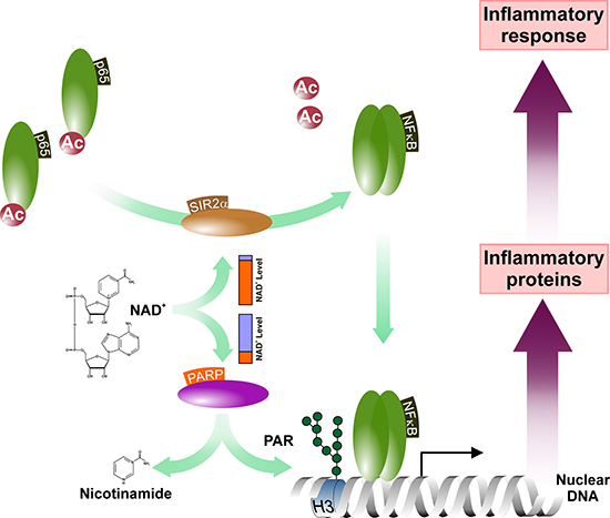 PARP activity influences the NF-&#x03BA;B-mediated inflammatory signaling.