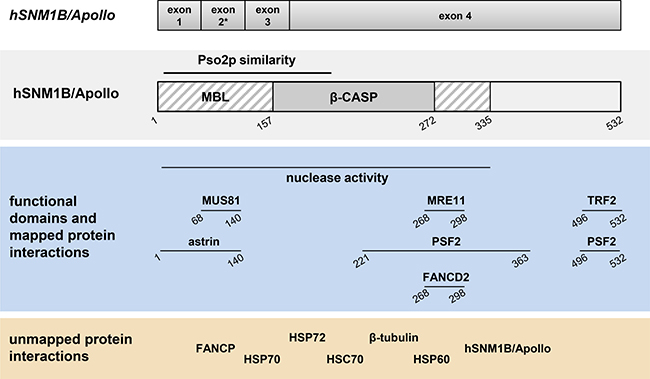 Schematic representation of the genomic organization, structural and functional domains and interacting partners of hSNM1B/Apollo.