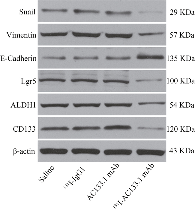 The protein level of cancer stem-like markers.