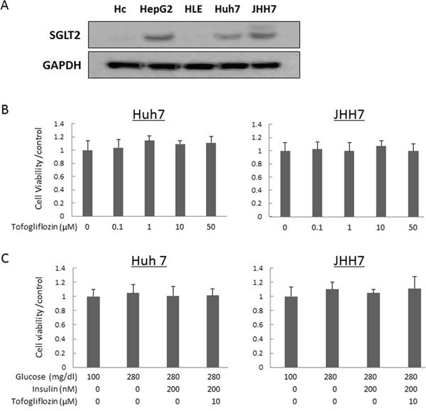 Protein expression levels of SGLT2 in human hepatocyte and hepatoma cell lines and effects of tofogliflozin on the proliferation of the HCC cells.