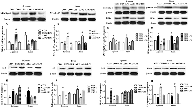 Effects of AKG supplementation on the expression of the NF-&#x03BA;B-mediated inflammatory pathway in the jejunum and ileum of weaned piglets.