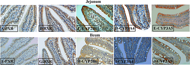 Representative images of immunohistochemical staining (magnification &#x00D7; 400) of the PXR-regulated detoxification pathway in the jejunum and ileum of weaned piglets.