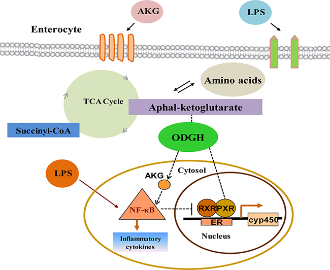Interactions between PXR and NF-&#x03BA;B pathway modulated by AKG in intestine.