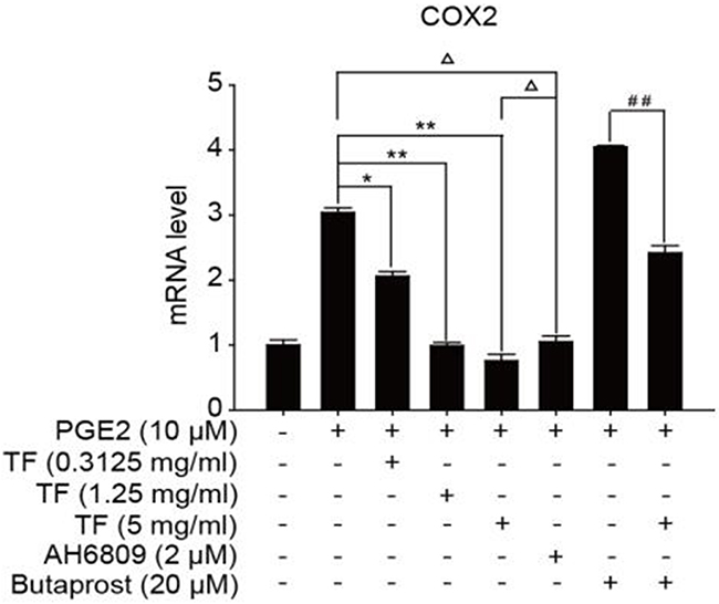 The expression of COX-2 gene in different HepG2 cells groups.