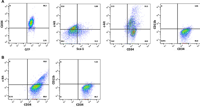 Characterization of CML cells by immuno-phenotyping.