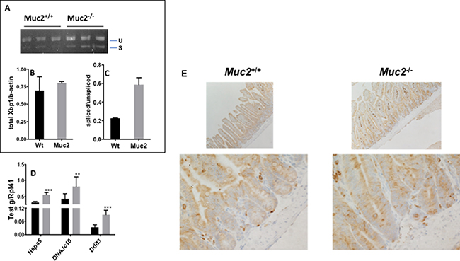 The endoplasmic reticulum (ER) stress response induced in Muc2&#x2212;/&#x2212; intestinal epithelial cells.