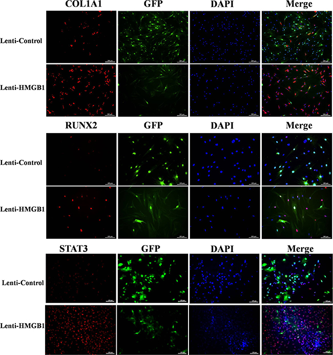The immunofluorescence of collagen type I, runt-related transcription factor 2 (RUNX2), and phosphorylated STAT3 (p-STAT3) in Lenti-HMGB1 MSCs and lenti-control MSCs after 24 h of culture in osteogenic induction medium (OIM).