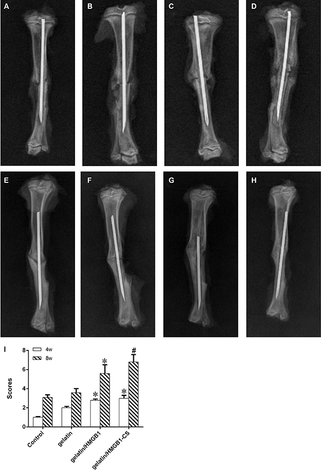 Radiographic images of osteotomized rat tibias 4 and 8 weeks postoperatively.