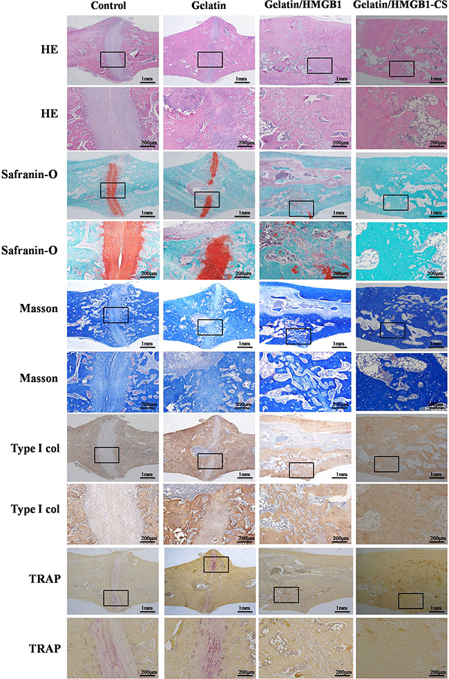 Histological and immunohistological staining of osteotomized rat tibias 8 weeks post-operatively.