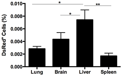 Quantitative analysis of the DsRed expression in lung, spleen, liver, and brain in endometriosis mice.