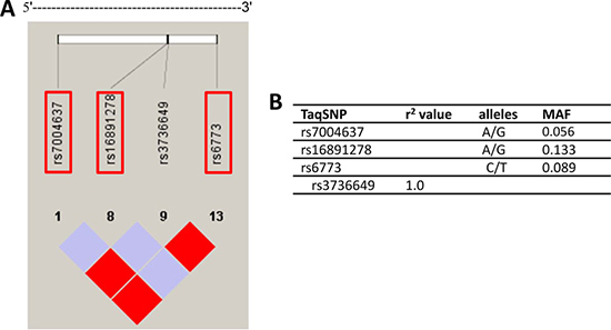 Overview of selected tagging single nucleotide polymorphisms (tagSNPs) and their characteristics.