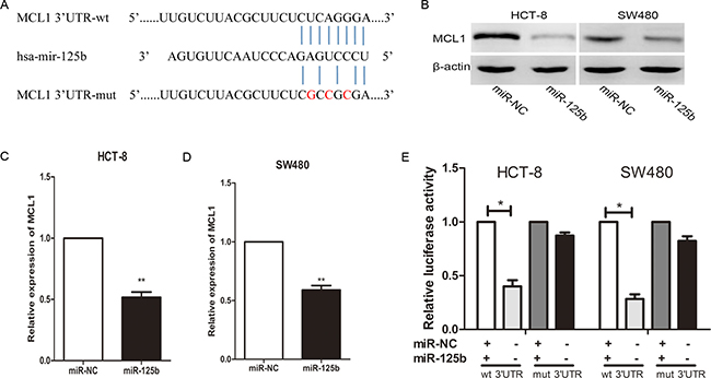 MiR-125b inhibits MCL1 expression by directly binding to its 3&#x2032;-UTR in CRC cell lines.