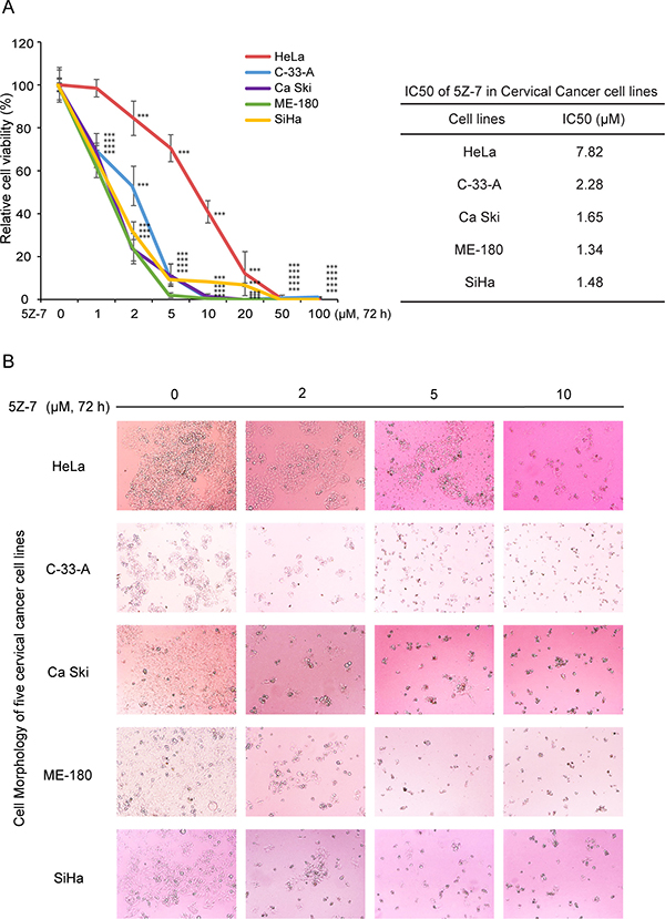 5Z-7-oxozeaenol suppressescell proliferation of cervical cancer cells.