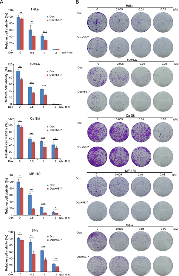 5Z-7-oxozeaenol enhances Dox-induced growth inhibitory effect on cervical cancer cells.