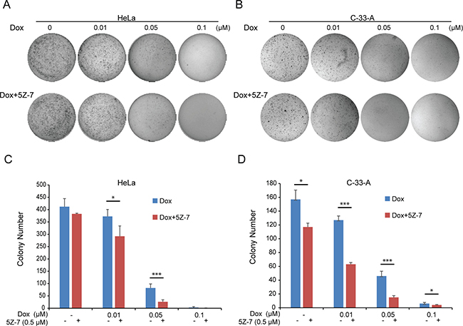 5Z-7-oxozeaenol inhibits anchorage-independent growth on two cervical cancer cells.