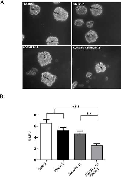 Simultaneous production of fibulin-2 and ADAMTS-12 reduces self-renewal of mammosphere-forming units in MCF-7 cells.