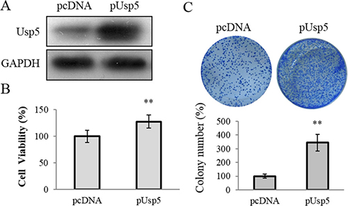 Usp5 overexpression promoted cell proliferation in HepG2 cells.