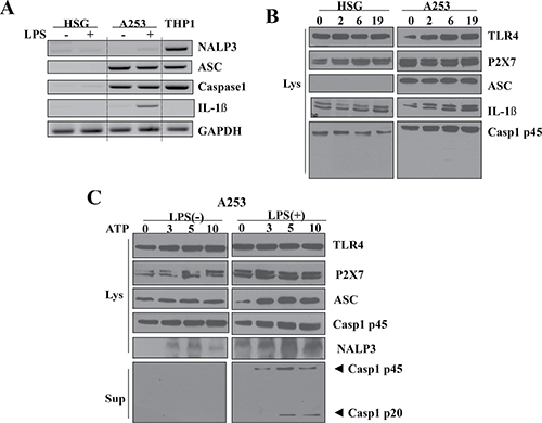 Upregulation of P2X7R and NLRP3 inflammasome components in A253 cells.