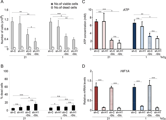 Glucose deprivation does not affect SCLC cell survival.