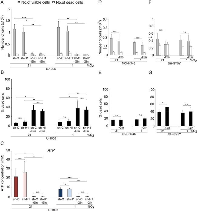 Glutamine withdrawal increases the number of dead cells in MYC amplified SCLC cells in a HIF-independent fashion.