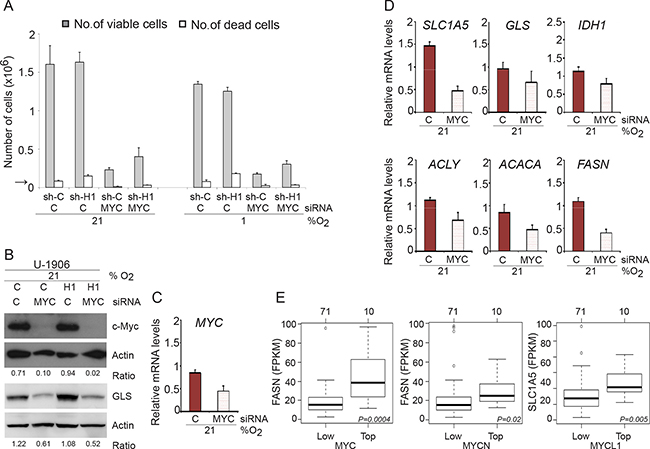 MYC knockdown affect proliferation in SCLC cells.