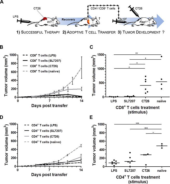 Analogous to SL7207, purified LPS elicits a tumor-specific CD8+ T cell response capable of CT26 rejection.