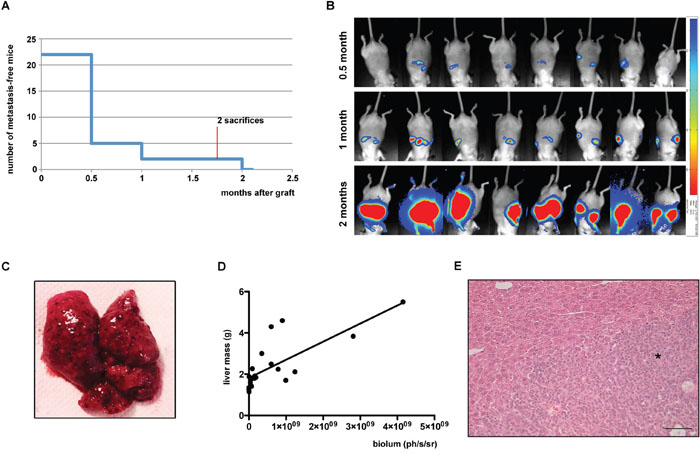 Analysis of intrasplenic xenografts complemented by splenectomy.