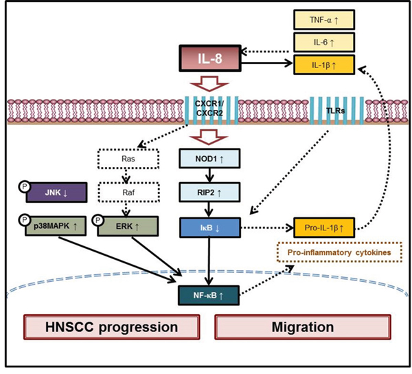 Scheme of IL-8 promotes inflammatory mediators in HNSCC progression and migration.