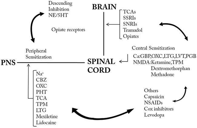 Mechanistic approaches of treatment in neuropathic pain.