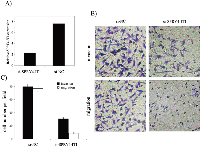 Effects of SPRY4-IT1 on migration and invasion of A549 cell line.