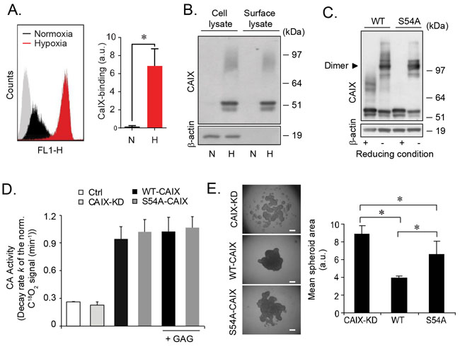 GAG substitution of CAIX regulates cell aggregation by mechanisms independent on the dimerization or catalytic activity of CAIX.