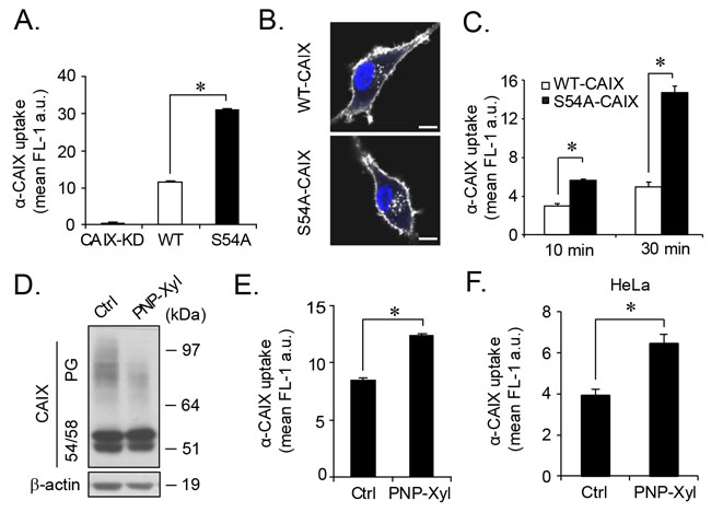 Increased CAIX internalization by genetic or pharmacological depletion of glycosaminoglycan modification.