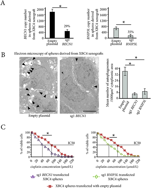 In vitro autophagy inhibition reverses chemoresistance in cancer stem-cells derived from XBC4, the resistant TNBC xenograft model.