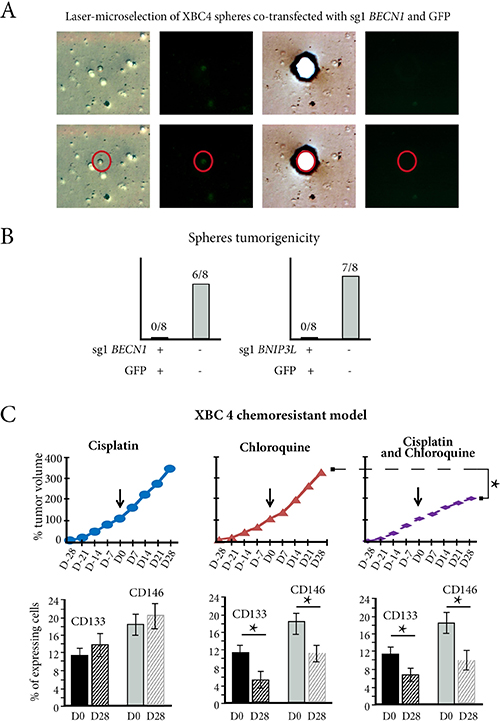 In vivo autophagy inhibition reverses chemoresistance in resistant TNBC xenograft.