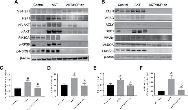Suppression of hepatocarcinogenesis following HSF1 inactivation is accompanied by downregulation of activated AKT and its downstream effectors in the mouse liver.
