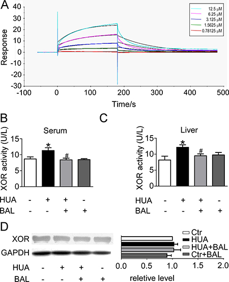 Binding affinity of baicalein to XOR as determined by SPR, and the inhibitory effect of baicalein to XOR in hyperuricemia mice in vivo.