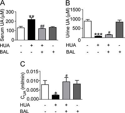 Baicalein reduced UA level of hyperuricemia mice in vivo.