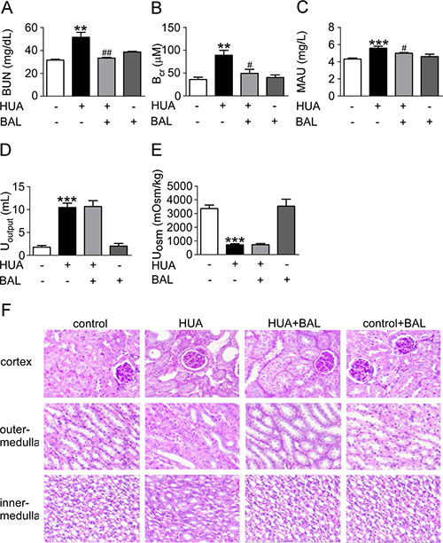 Baicalein improved renal function and kidney pathology in hyperuricemia mice.