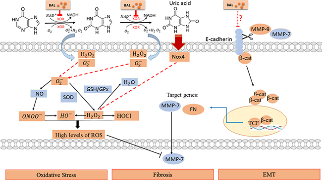 Schematic diagram of the potential pathway in hyperuricemia and interfered by baicalein.