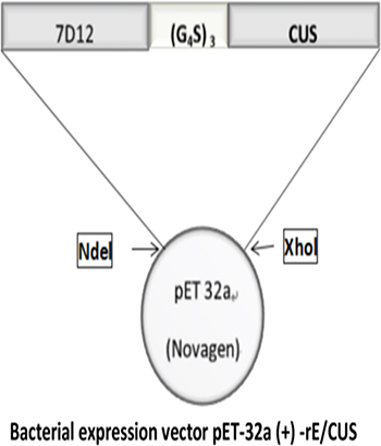 The schematic diagram of recombinant immunotoxin rE/CUS.