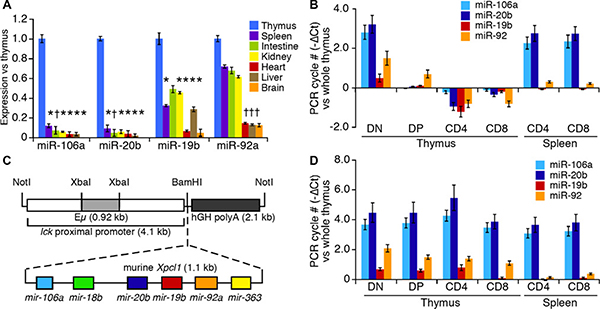 miR-106a~363 expression in wild type and Lx transgenic mice.